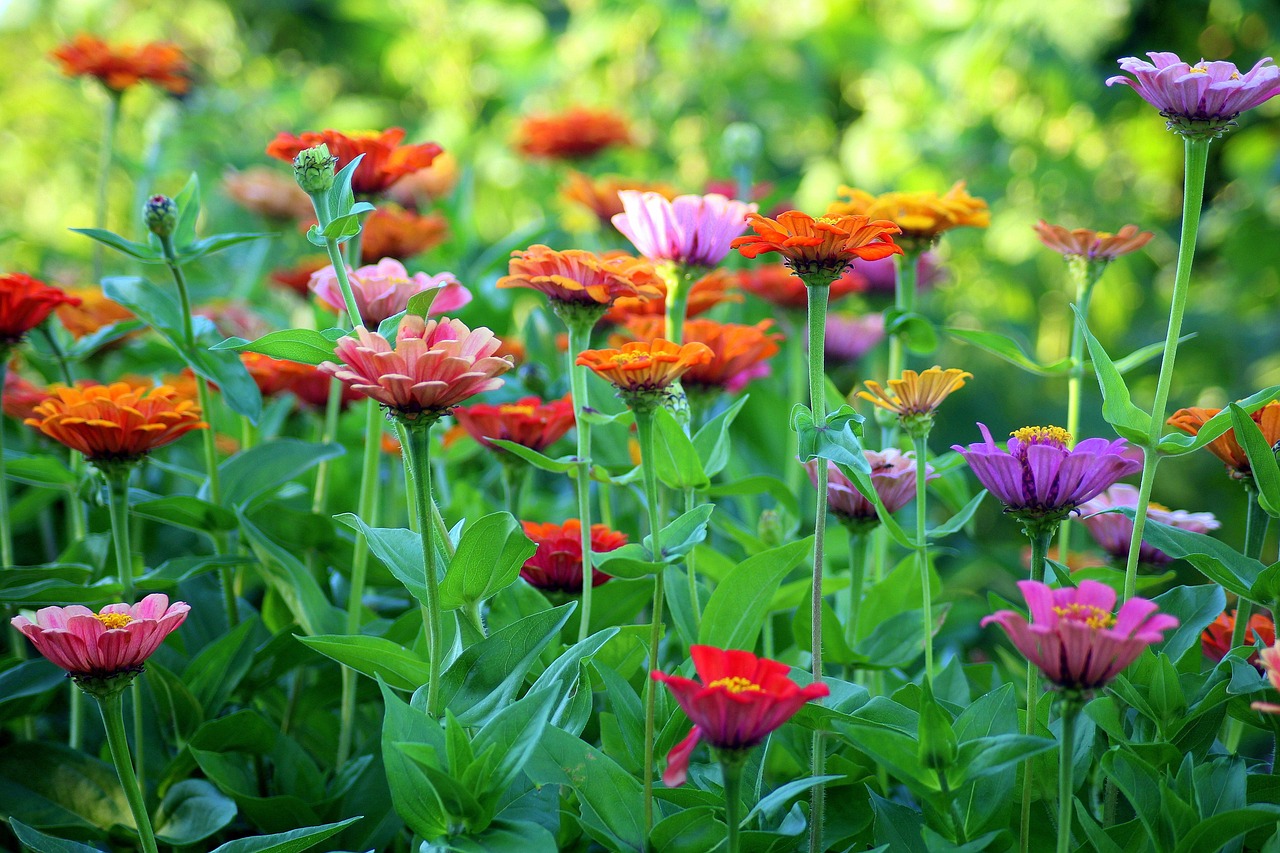Annual vs perennial plants