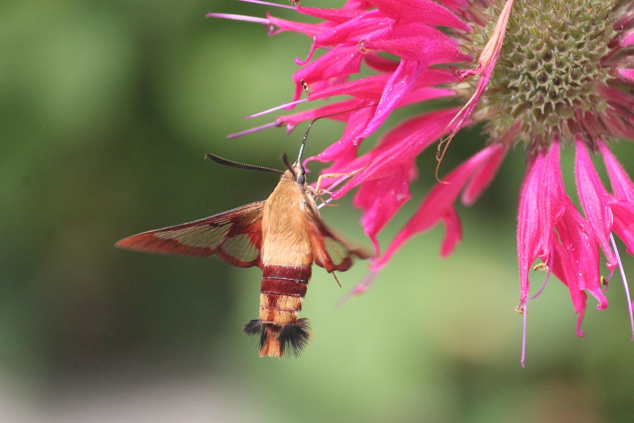 Colorful bee balm flowers attracting pollinators in suburban garden