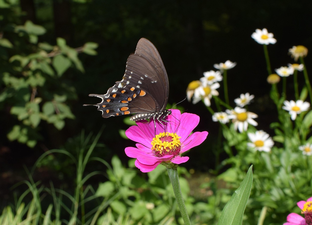 Beautiful butterfly resting on colorful zinnia flower