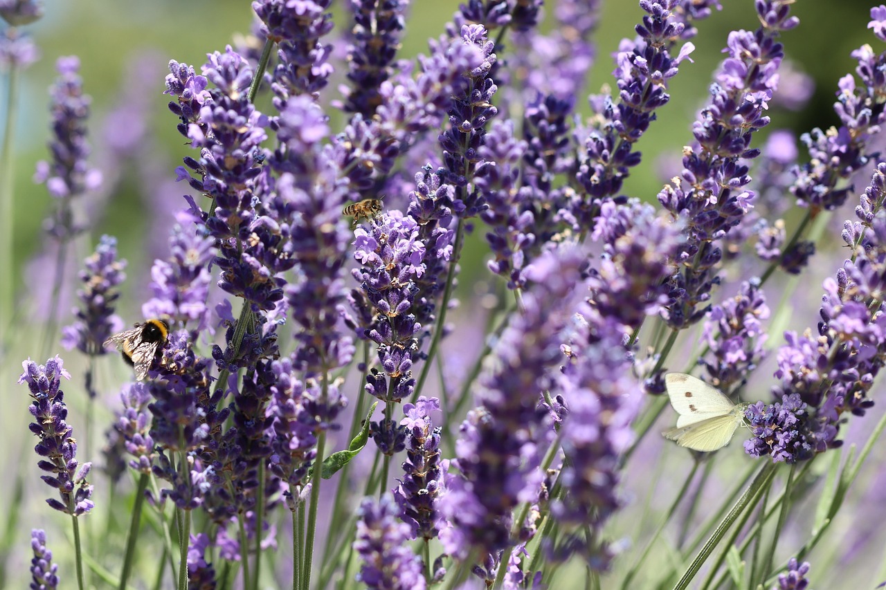 Bees visiting fragrant lavender flowers in suburban garden