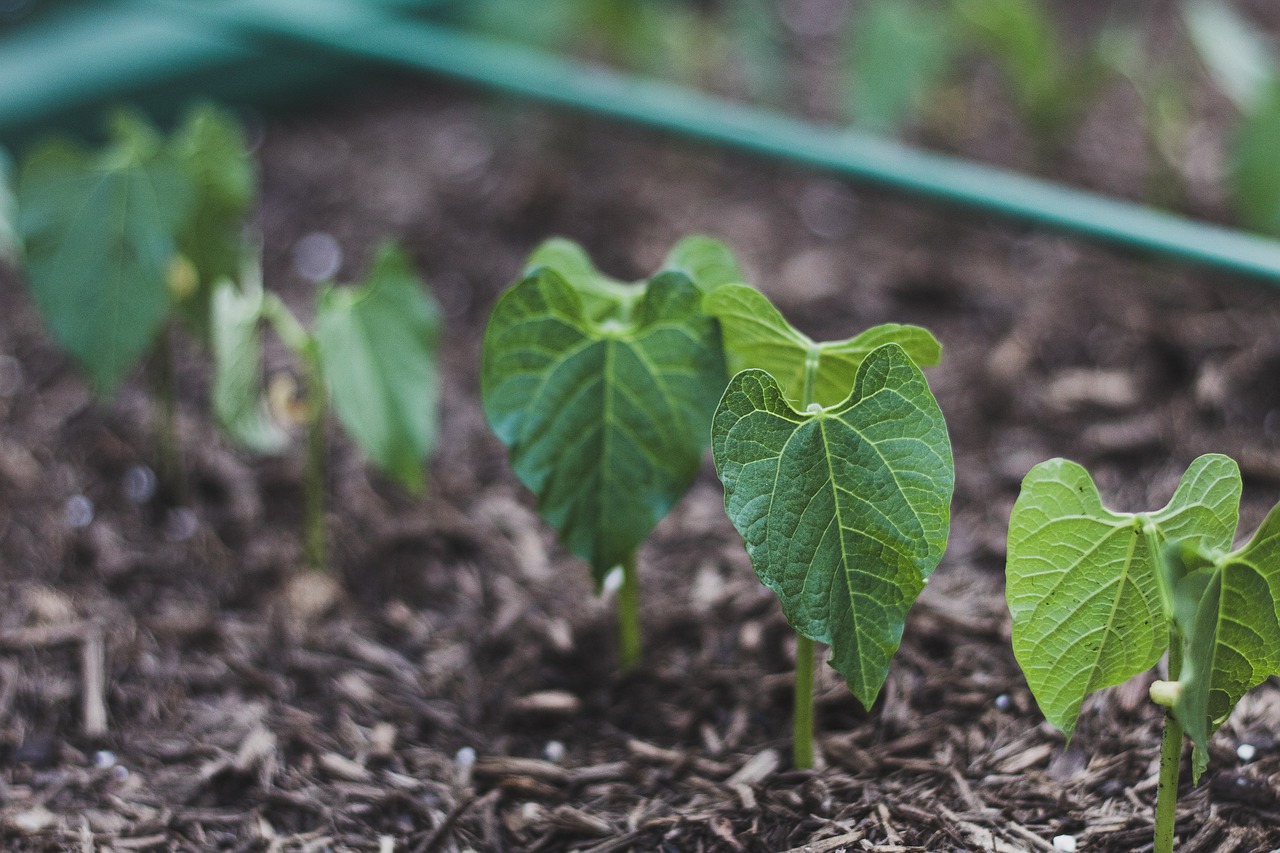 Beautiful raised garden bed with vegetables growing in suburban backyard