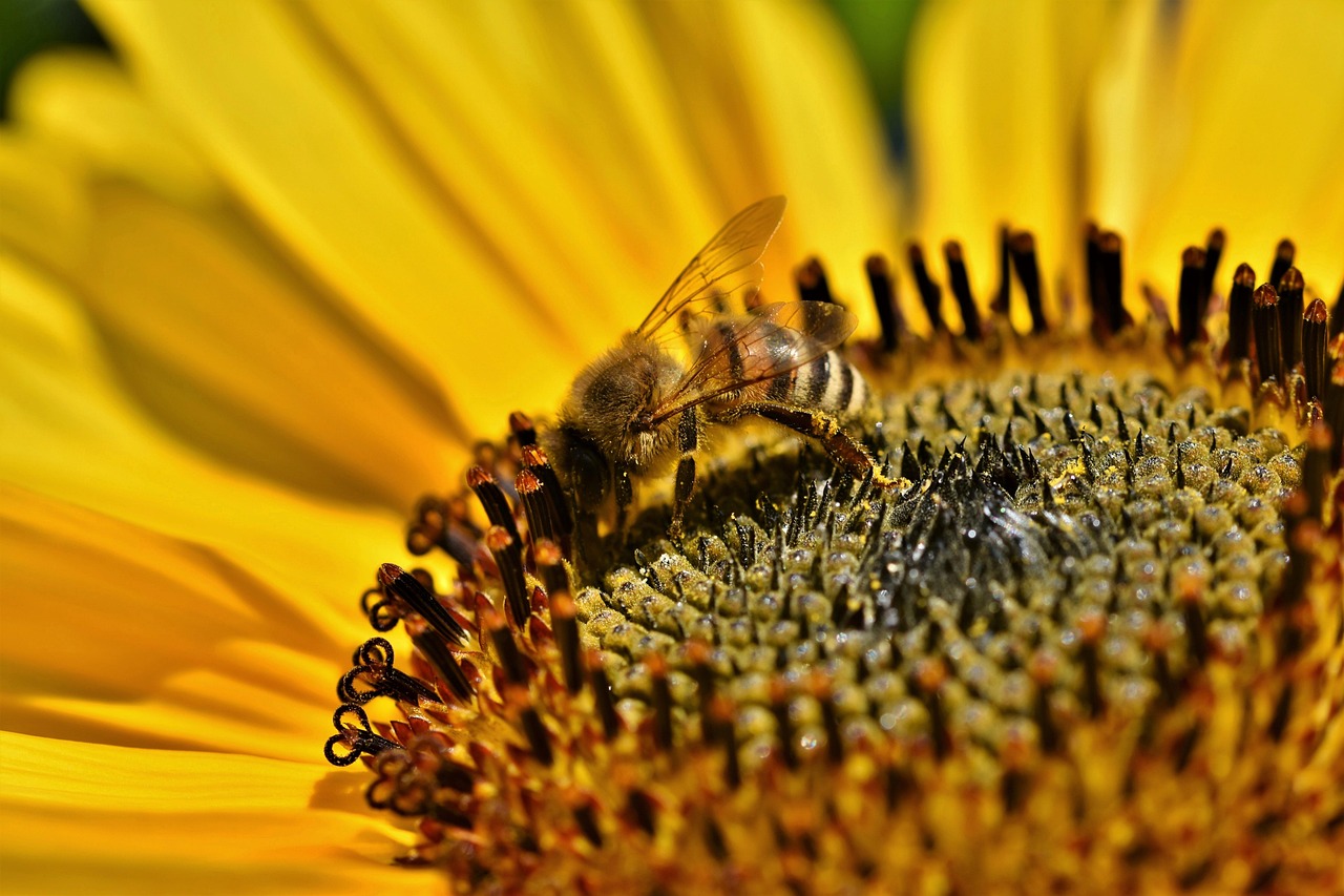 Bees pollinating bright sunflowers in garden