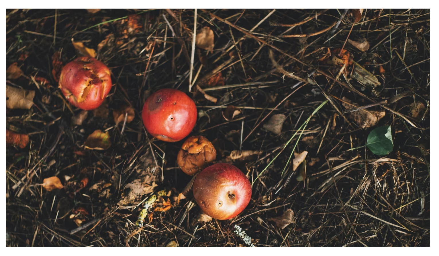 Ripe apples scattered on garden soil, showing natural composting and food waste recycling